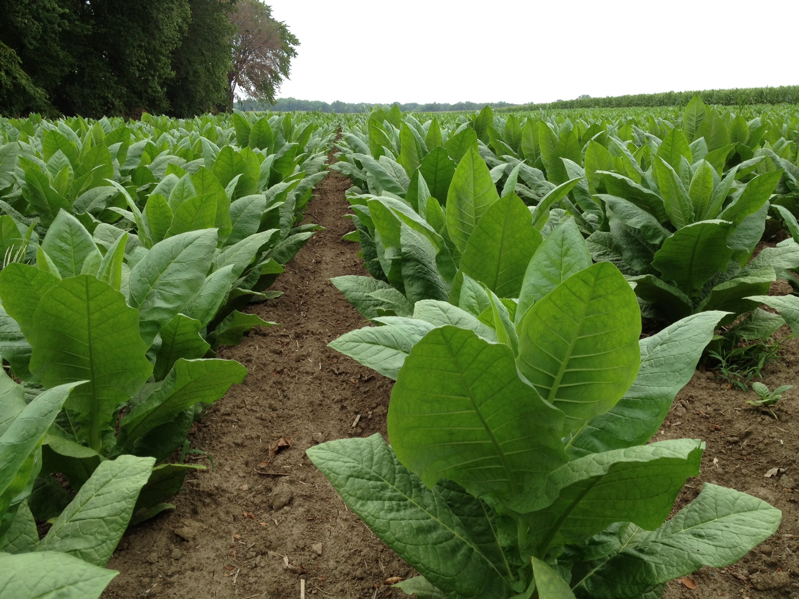 Tobacco Products